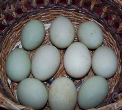 Лот: 9560323. Фото: 1. яйцо инкубационое утка индийский... Птицы