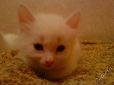 Лот: 637674. Фото: 1. Котята. Остальные животные