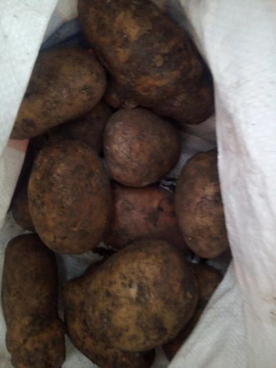 Лот: 7284460. Фото: 1. Крупный картофель из деревни в... Картофель