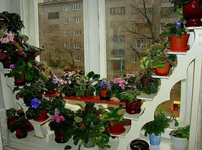 Лот: 9980590. Фото: 1. Возьму в дар растения / цветы... Горшечные растения и комнатные цветы