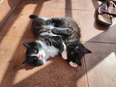 Лот: 25665310. Фото: 1. Очаровательные котята. Кошки, котята