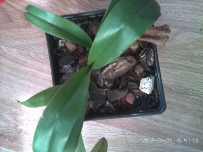 Лот: 13511525. Фото: 1. Орхидея Пафиопедилум венерин башмачок... Горшечные растения и комнатные цветы
