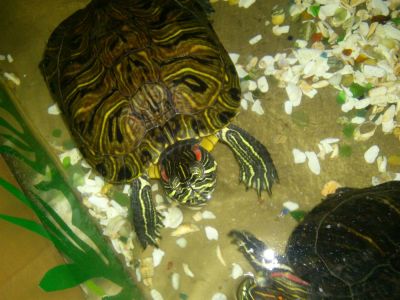 Лот: 3352825. Фото: 1. красноухая черепаха с аквариумом. Другое (аквариумистика)