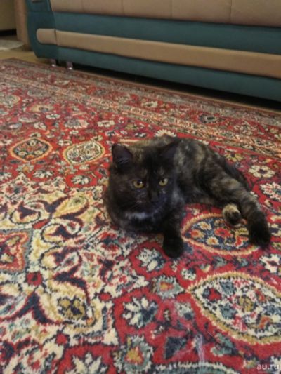 Лот: 17759964. Фото: 1. Кошечка черепахового окраса. Кошки, котята