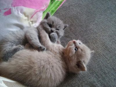 Лот: 8740362. Фото: 1. британец, британцы, британские... Кошки, котята