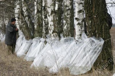 Лот: 4046625. Фото: 1. сок берёзовый Обмен. Напитки