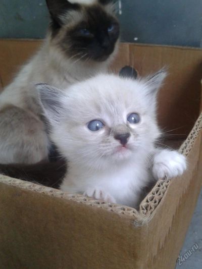 Лот: 4957761. Фото: 1. Очаровательная кошечка 1,5 месяца. Кошки, котята