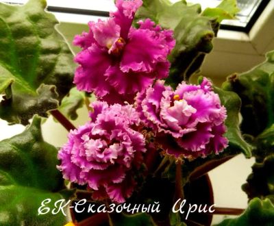 Лот: 6148970. Фото: 1. Фиалка сортовая ЕК-Сказочный Ирис... Горшечные растения и комнатные цветы