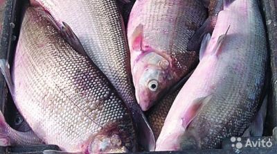 Лот: 7108811. Фото: 1. Чир малосол Колодка!. Икра, рыба, морепродукты