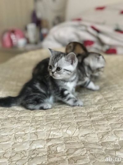 Лот: 13230732. Фото: 1. Шотландские котята. Кошки, котята