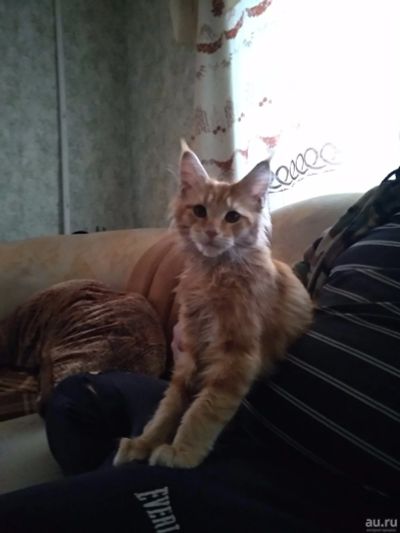 Лот: 14568252. Фото: 1. Рыжая девочка ищит хозяев. Кошки, котята