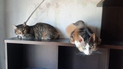 Лот: 18004031. Фото: 1. Отдам 2-х кошек. Кот и кошка. Кошки, котята