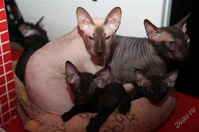 Лот: 2256239. Фото: 1. Котята донские сфинксы. Кошки, котята