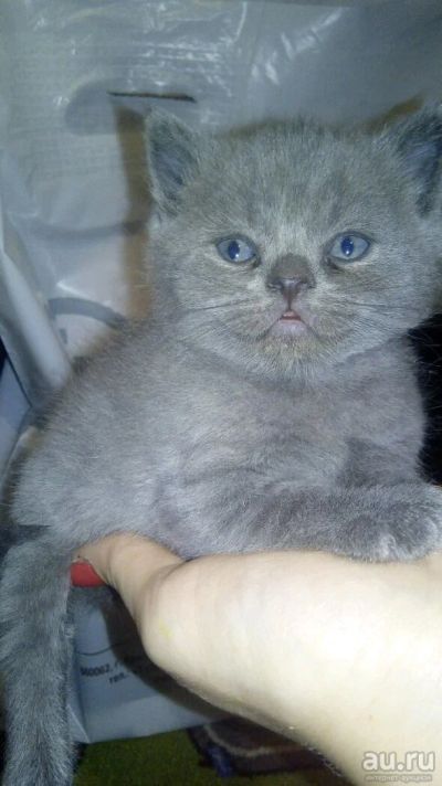 Лот: 12995755. Фото: 1. Шотландский котенок. Кошки, котята