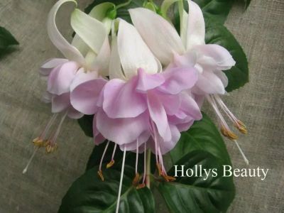 Лот: 13741736. Фото: 1. Фуксия Holly’s Beauty. Горшечные растения и комнатные цветы