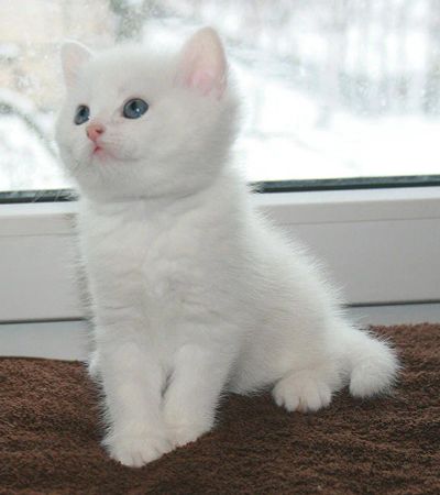 Лот: 10803447. Фото: 1. Шотландские белые котята Лучший... Кошки, котята