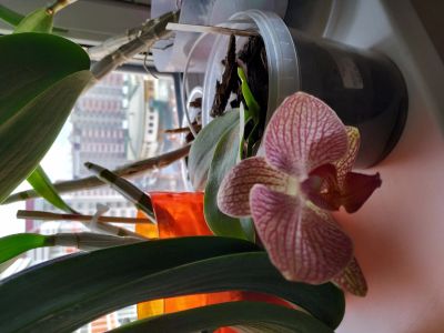 Лот: 13441516. Фото: 1. Орхидея Фаленопсис. Горшечные растения и комнатные цветы