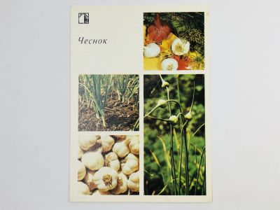 Лот: 23296302. Фото: 1. Чеснок. Открытка. 1985. Открытки, конверты