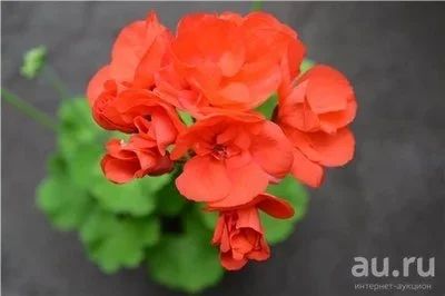 Лот: 13635272. Фото: 1. Пеларгония Bold Flame. Горшечные растения и комнатные цветы