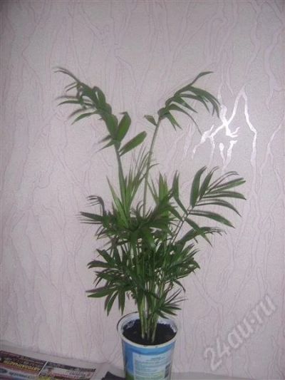 Лот: 592442. Фото: 1. =хамедорея. Горшечные растения и комнатные цветы