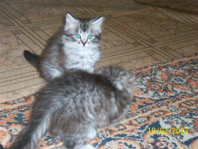 Лот: 932693. Фото: 1. котята в хорошие руки"прелесть... Остальные животные