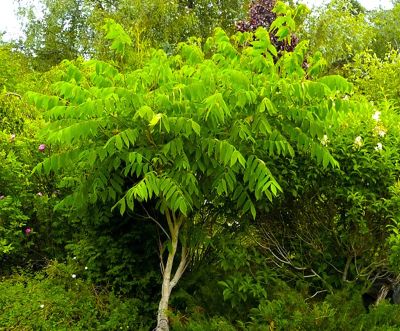 Лот: 11895893. Фото: 1. орех маньчжурский. Декоративные кустарники и деревья