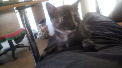 Лот: 16389069. Фото: 1. Котята в добрые руки. Кошки, котята