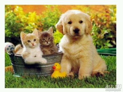 Лот: 10723158. Фото: 1. Картина по номерам 33. Картины по номерам
