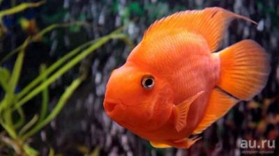 Лот: 16511823. Фото: 1. Цихлида «Красный попугай» (Cichlasoma... Рыбки