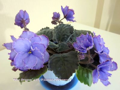 Лот: 12203537. Фото: 1. «Голубой дракон» (Blue Dragon... Горшечные растения и комнатные цветы