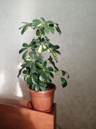 Лот: 21449381. Фото: 1. Растения взрослые шеффлера вариегата... Горшечные растения и комнатные цветы