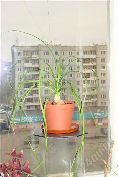 Лот: 371128. Фото: 1. нолина (слоновья нога). Горшечные растения и комнатные цветы