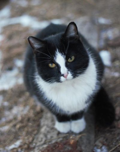 Лот: 5374995. Фото: 1. кошка мышеловка стерилизованная... Кошки, котята