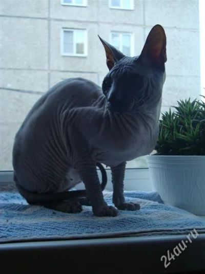 Лот: 1696293. Фото: 1. кот сфинкс. Кошки, котята