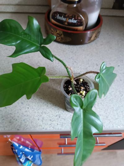 Лот: 25886700. Фото: 1. Филодендрон Чешуеносный. Горшечные растения и комнатные цветы