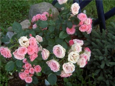 Лот: 5284122. Фото: 1. Спрей-роза садовая Лидия. Садовые цветы
