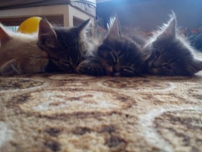 Лот: 7936428. Фото: 1. котик пушистый полосатый. Кошки, котята