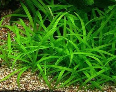 Лот: 3099802. Фото: 1. Эхинодорус латифолиус (Echinodorus... Водные растения