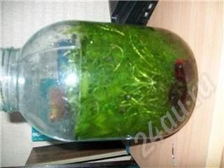 Лот: 302706. Фото: 1. 3-х литровая банка водорослей... Водные растения