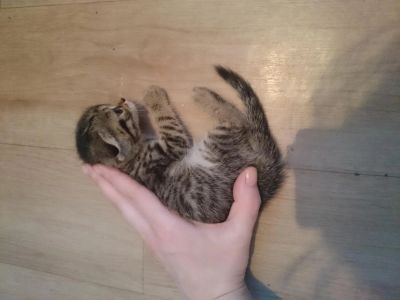 Лот: 5318730. Фото: 1. Вислоухая коша. Кошки, котята