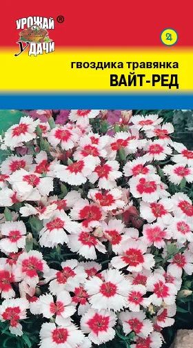 Лот: 11623394. Фото: 1. Семена гвоздики-травянки "Вайт... Садовые цветы