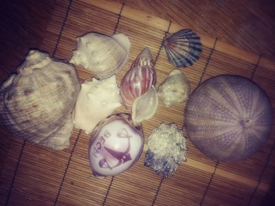 Лот: 12312915. Фото: 1. Ракушки и морской еж. Грунты, украшения, наполнения