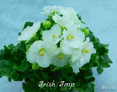 Лот: 6593574. Фото: 1. Мини фиалка сортовая Irish Imp... Горшечные растения и комнатные цветы