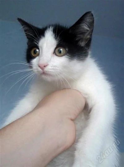 Лот: 1959783. Фото: 1. Отдам котёнка(девочка, 2 месяца... Кошки, котята
