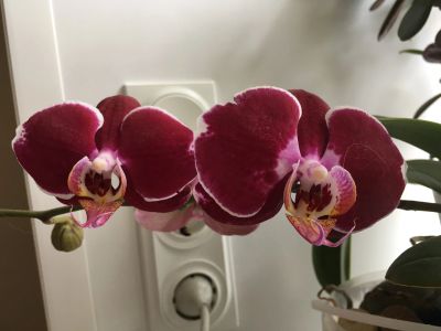 Лот: 18587597. Фото: 1. Орхидея фаленопсис, детка-подросток. Горшечные растения и комнатные цветы