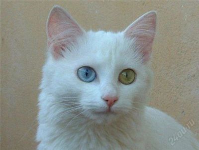 Лот: 2753925. Фото: 1. Отдам Ангорского котенка. Кошки, котята