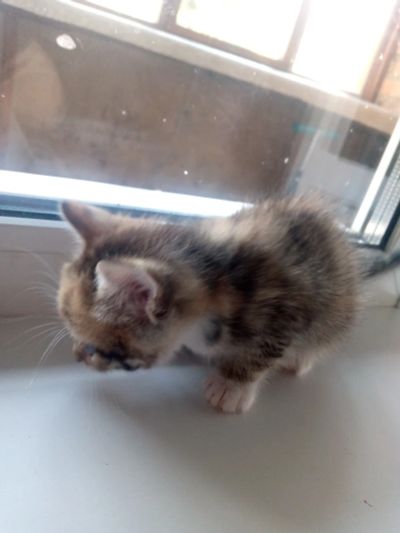 Лот: 25782926. Фото: 1. Котята девочки. Кошки, котята