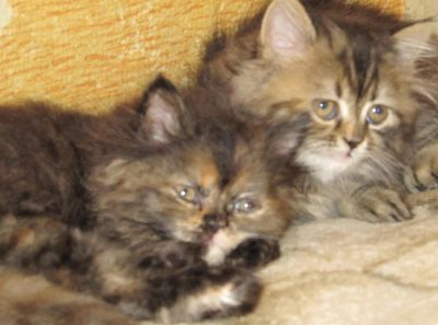 Лот: 3581355. Фото: 1. Продам персидских котят Красноярск. Кошки, котята