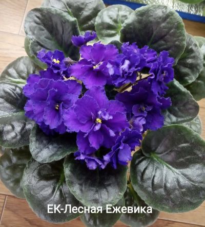 Лот: 12445355. Фото: 1. Фиалка ЕК-Лесная ежевика - стартер... Горшечные растения и комнатные цветы