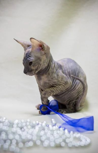 Лот: 6869883. Фото: 1. Кошечка Донской сфинкс. Кошки, котята